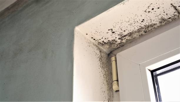 Best Black Mold Removal  in Island Lake, IL