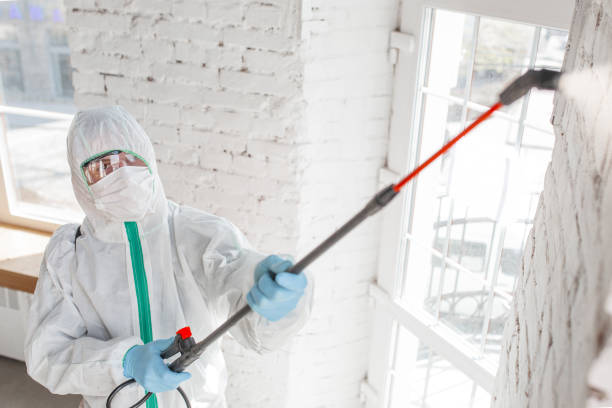 Best Mold Odor Removal Services  in Island Lake, IL