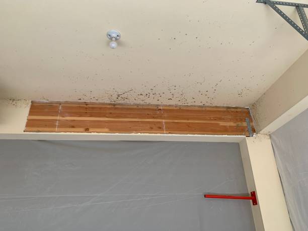 Best Commercial Mold Inspection  in Island Lake, IL